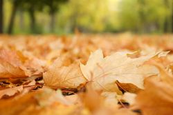 Fallen autumn leaves against park, space for text