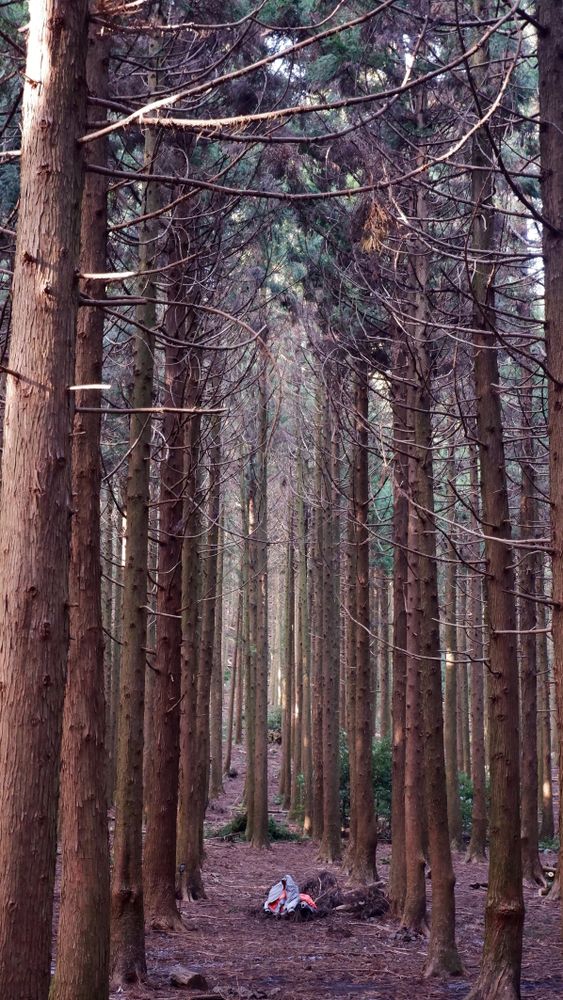 Brown trees in forest