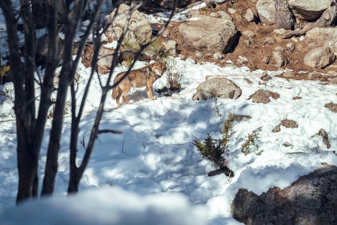 Wolf on hill near stones and snow
