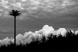 Dramatic b&w shot of palm tree as the clouds rolls in
