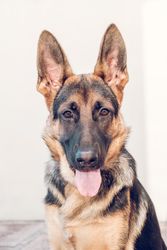 Funny purebred German Shepherd dog with tongue out
