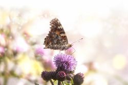 Butterfly on purple flower in bokeh sunlight