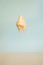 Seashell suspended against a blue background