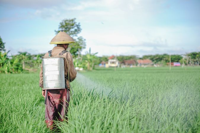 Older male farmer spraying pesticide on rice green field
