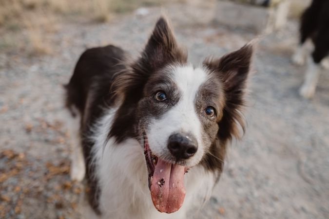 Senior Border Collie sitting on road against blurred dry grass