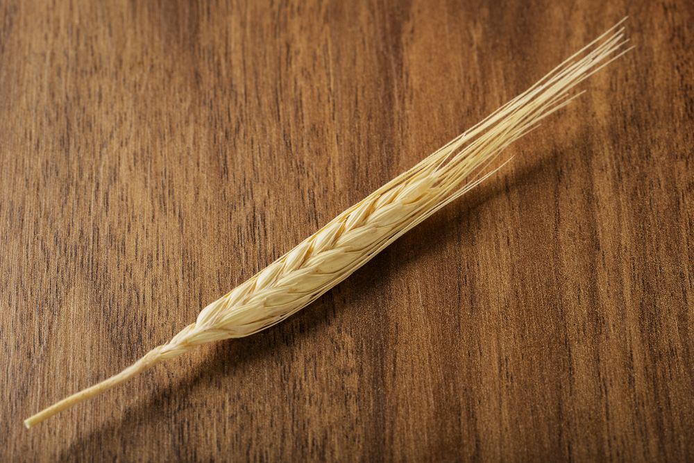 Ears of wheat on wooden background.