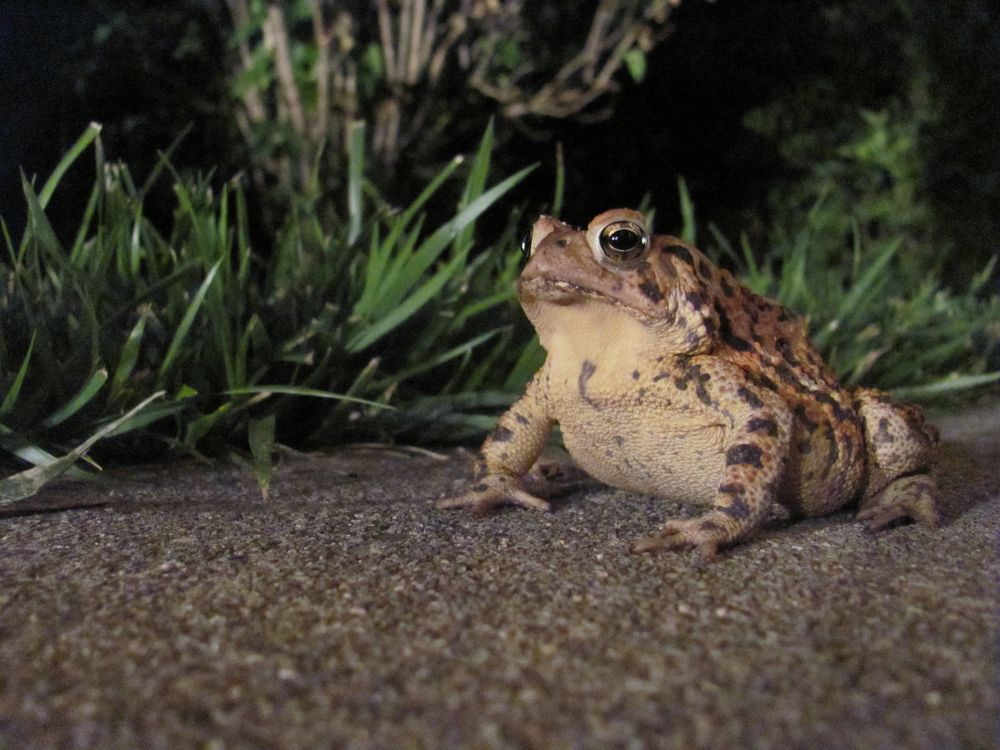 Toad at Night