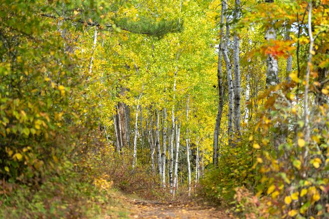 Chase Point Trail at scenic state park in Big Fork, MN