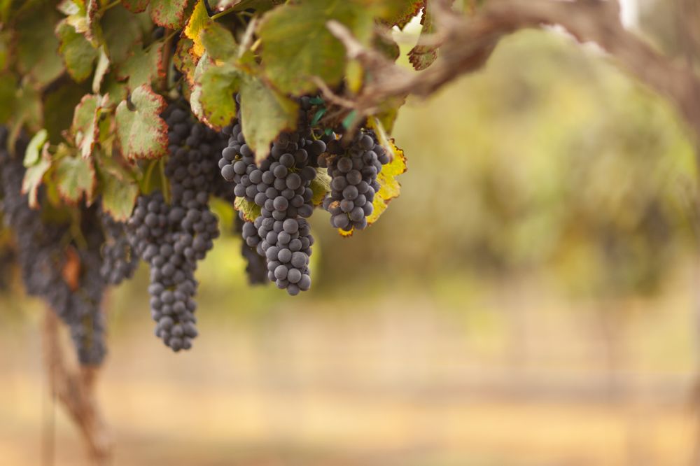 Beautiful Lush Grape Vineyard in The Morning Sun and Mist