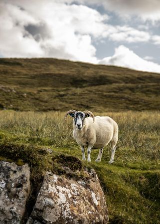 Sheep on green grass field