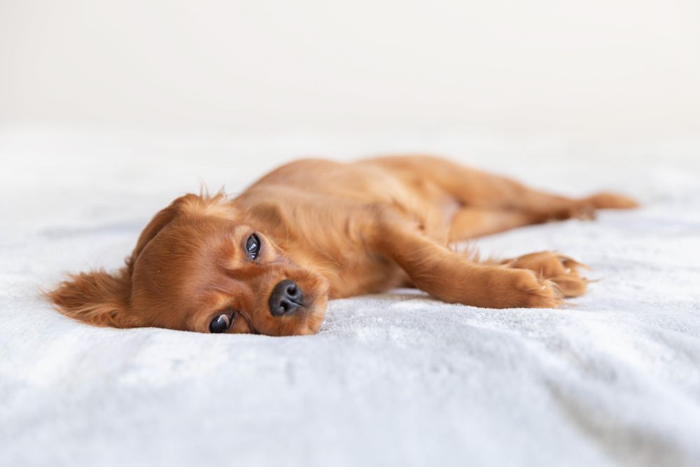 Sleepy cavalier spaniel lying on bed