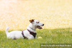 Jack Russell terrier puppy on green grass field 0vKPL5
