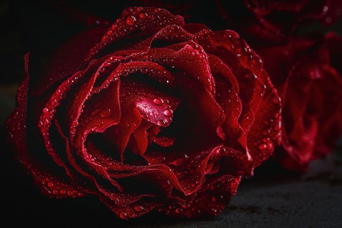 Red roses with dark background