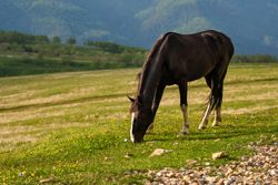 Horse grazing on grassy hillside.