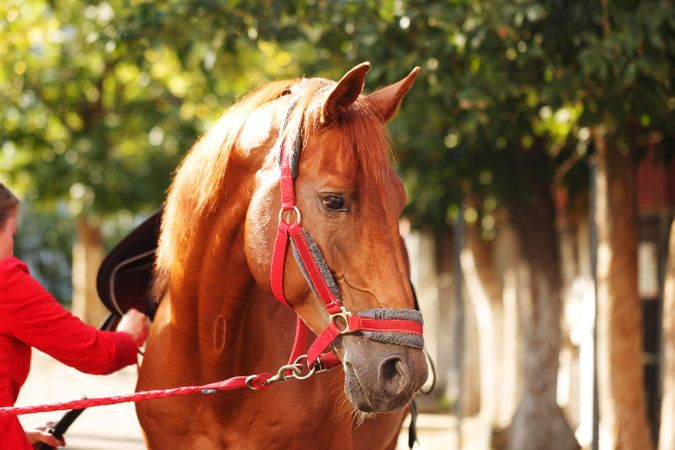 A pedigree horse for equestrian sport with red reigns