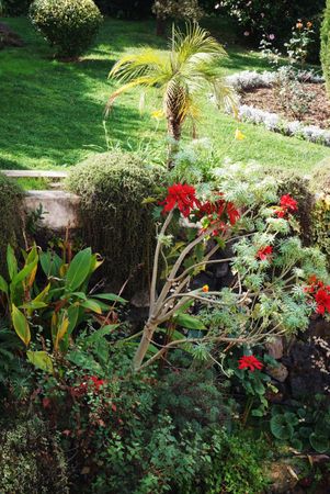 Tropical bushes blooming in park