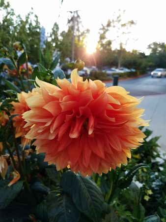 Orange dahlia sunlight with car