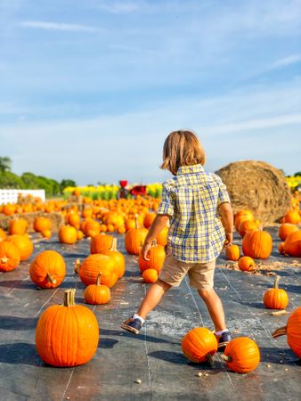 Young child walking in pumpkin field