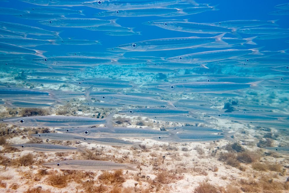 Tiny fishes swimming in blue sea water