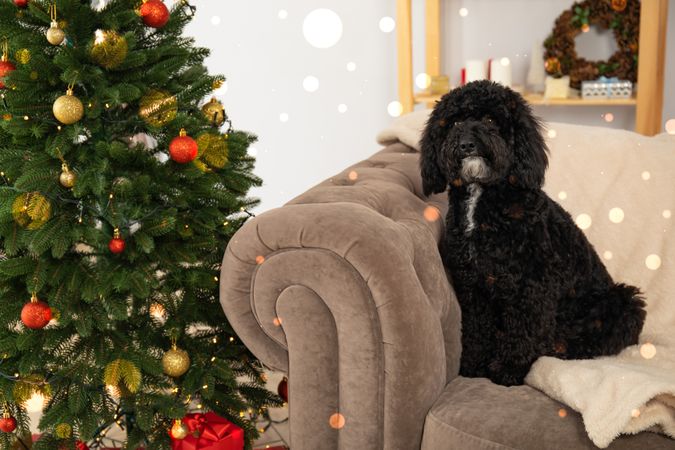 Concept of Merry Christmas, Christmas dog, space for text