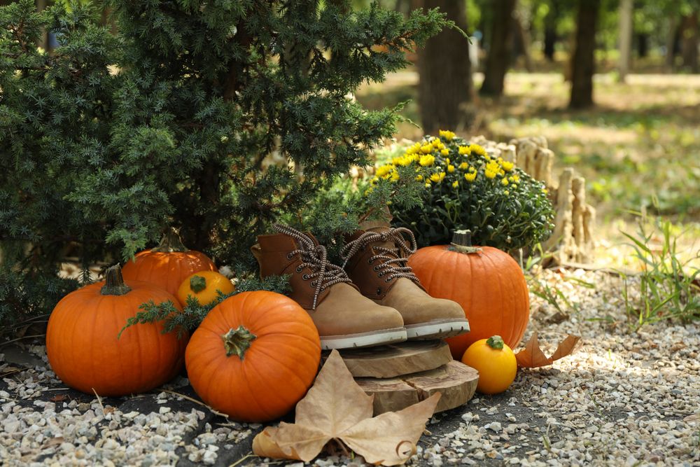 Cozy autumn concept with pumpkins outdoor in the park