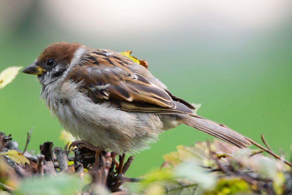 House sparrow on brown tree branch