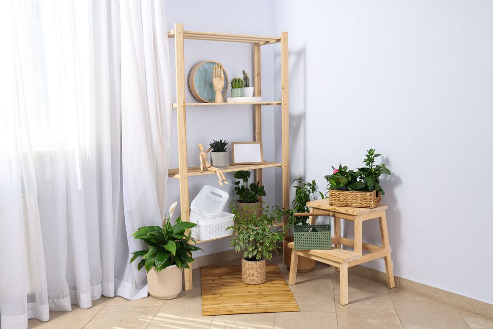 Cozy hobby - growing indoor plants at home