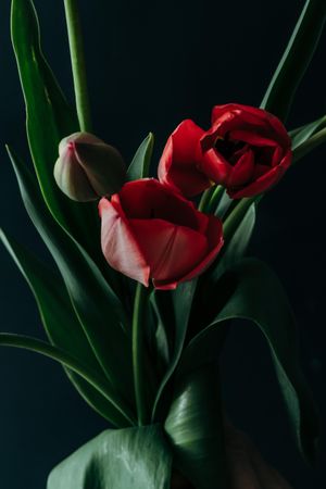 Three red tulip flowers in bouquet on dark background