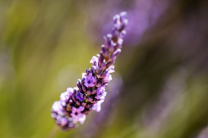 Close up of one purple lavender flower in sunlight with selective focus