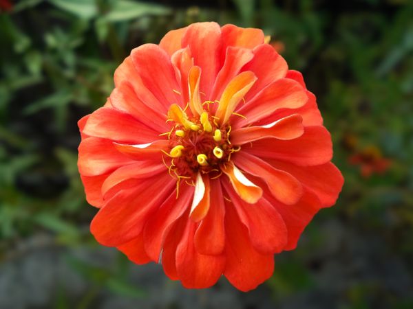Common zinnia flower