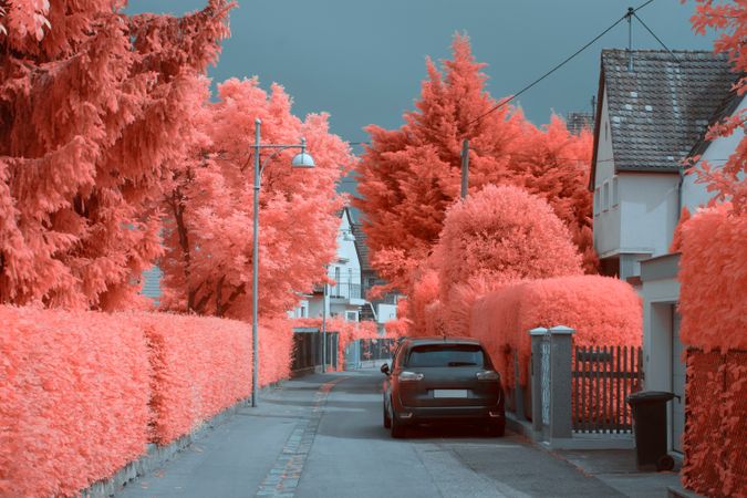 Infrared trees near suburban houses