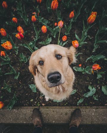 Dog on bed of tulips looking up beside person standing