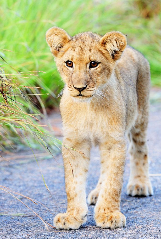 Lion cub on brown grass