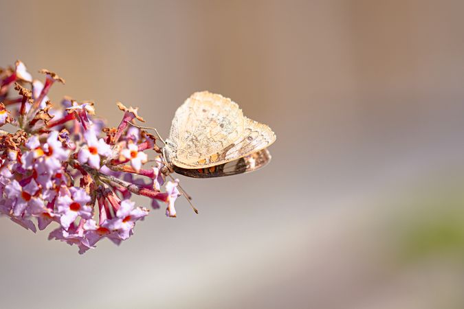 Side view of common buckeye butterfly on pink flower with selective focus