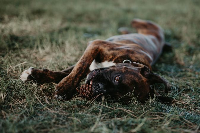 Playful dog laying in grass with cone