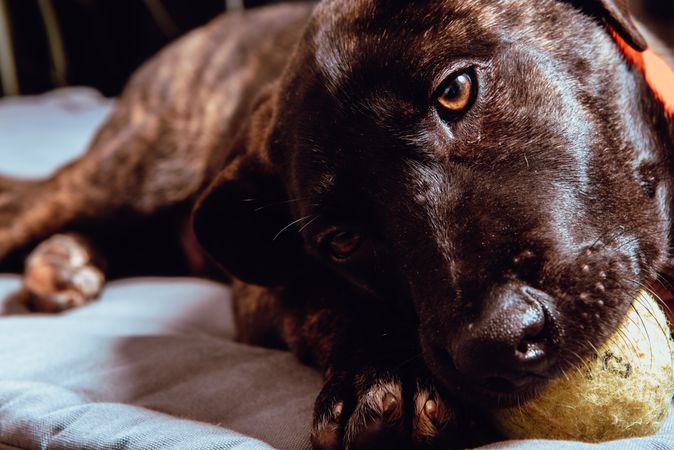 Charming playful dog with ball