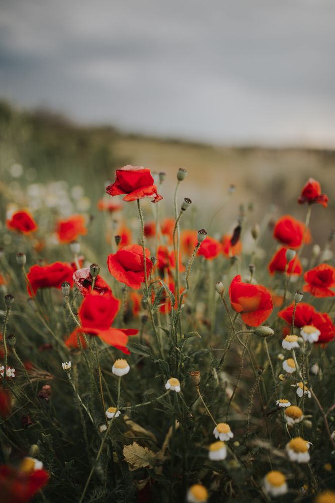 Amazing field with poppies and daisies