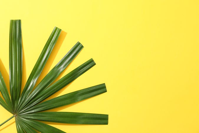 Green washingtonia leaves on yellow background, copy space