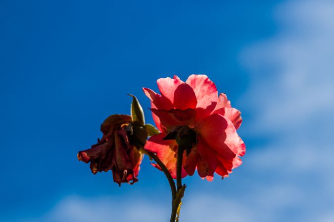 Single red flower against blue sky
