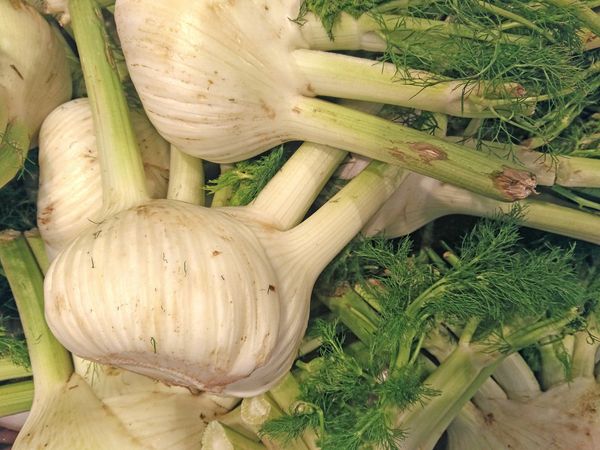 Fennel Vegetable On Background