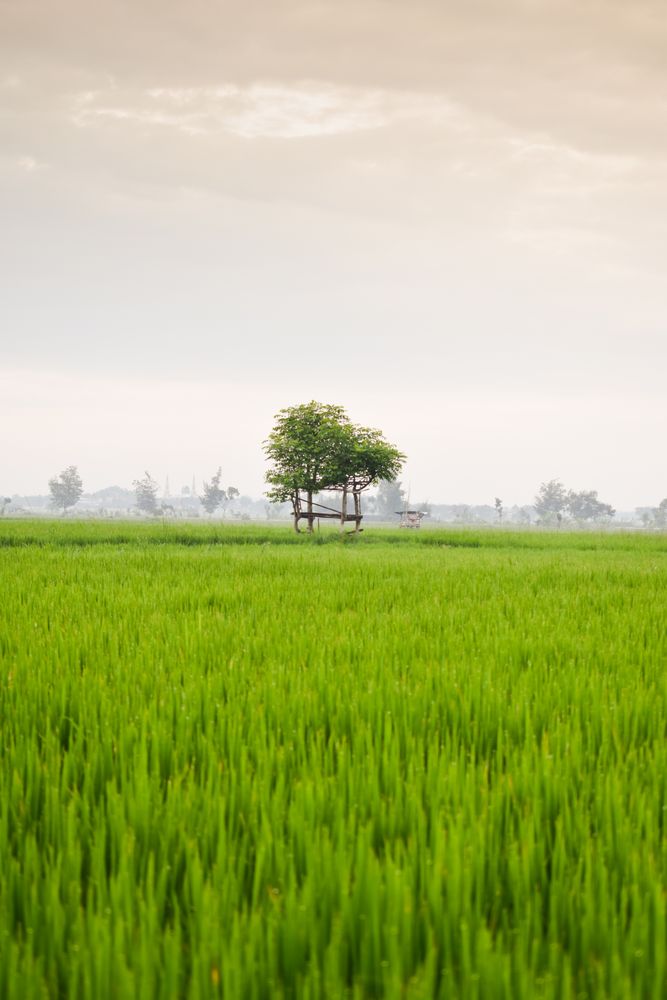 Tree at the end of a field of long grass