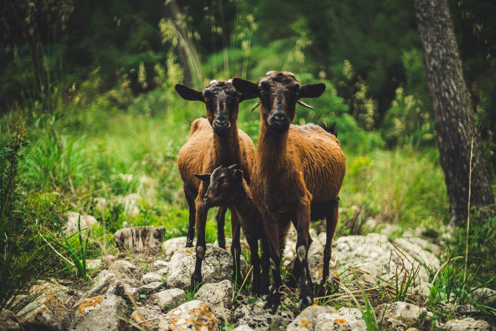 Wild goats in green forest