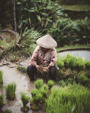 Worker on rice plantation