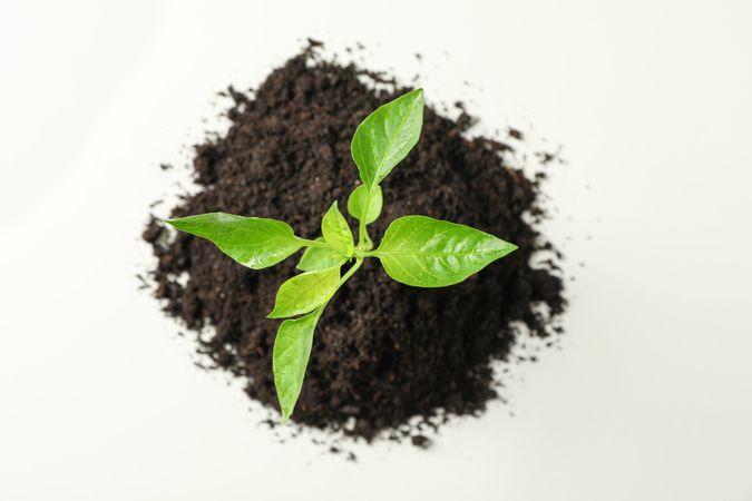 Saplings seedlings in soil on light background, top view and space for text. Environmental protection. Agriculture