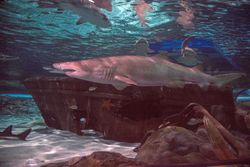 Underwater life at Ripley's Aquarium in Myrtle Beach, South Carolina v5lym4