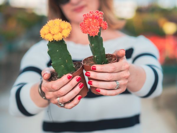 Female hands with beautiful gray succulent