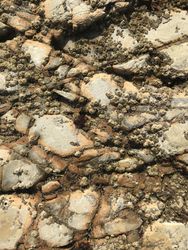 Brown and tan ocean rock texture with barnacles
