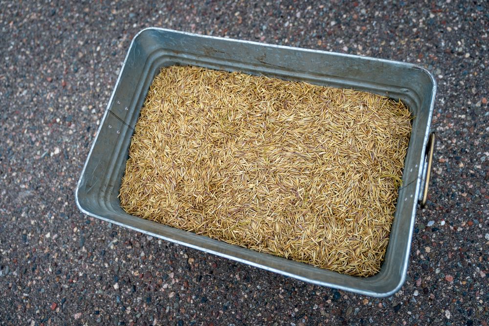 A container filled with harvested wild rice in Aitkin County, Minnesota