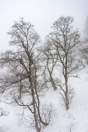 Barren trees on snowy day in Caucasus mountains