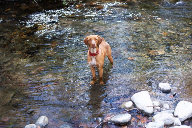 Cute dog in shallow rocky water